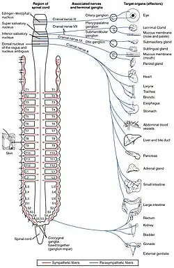Innervations of the parasympathetic nervous system