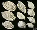 Foraminifera of Pag Island, Adriatic Sea -60 m, field width 5.5&nbsp;mm