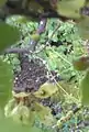 Samarae