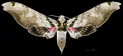 female dorsal