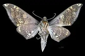 Male A. c. flava