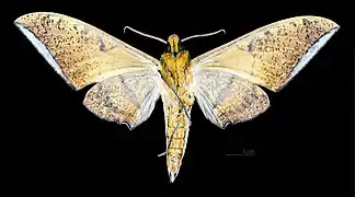 Male, ventral view