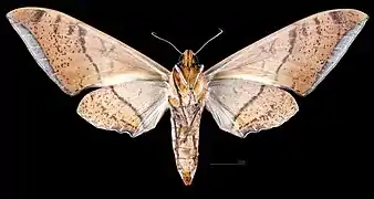 Female ventral