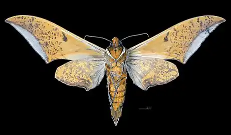 Male ventral