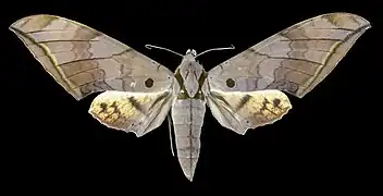 Female dorsal view(from the collection of the MHNT)
