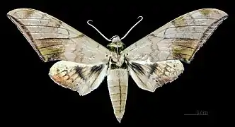 Male, dorsal view