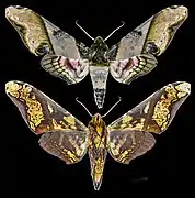 Amplypterus