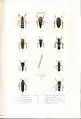 Plate 11 from: C.J.-B. Amyot and J. G. Audinet-Serville (1843). Histoire naturelle des insectes. Hémiptères. Paris, Librairie encyclopédique de Roret.