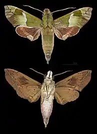 Angonyx testacea