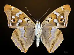 Apatura ilia ilia, male ventral