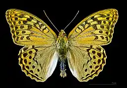 Male