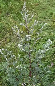 Artemisia, Taymyr lowlands 24,000–10,300 YBP, Yakutia 22,500 YBP, Alaska and the Yukon 15,000-11,500 YBP