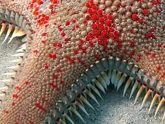 Ossicles of an Astropecten aranciacus