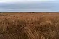 Attwater Prairie Chicken National Wildlife Refuge in November