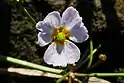 Lesser water-plantain