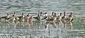 Black-tailed godwits Limosa limosa at Sultanpur