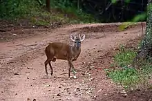 Brown cervid