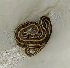 Dorsal view