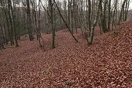 View looking west towards the tip of the spur. The limit of building in this direction is not clear due to recent disturbance. (November&nbsp;2013)