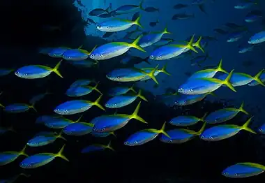 &nbsp;Caesio teres in the South Pacific Ocean in Fiji