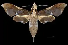 Female dorsal