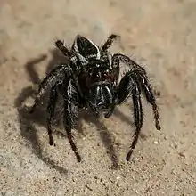Carrhotus viduus.