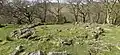 Hut circle near Aber Fallsn Conwy