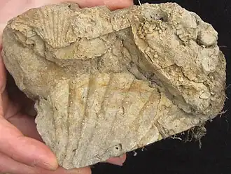 Oyster fossils from a sandstone bank of the Chipaque Formation