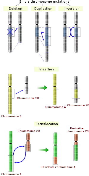 Image 20Five types of chromosomal mutations (from Mutation)
