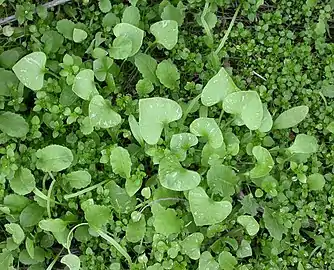 The basal leaves are petiolate and&nbsp;cordate.