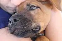 Image 23A dog's whiskers act as sensing organs. (from Dog anatomy)