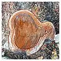 Tree trunk transverse cut showing ring growth