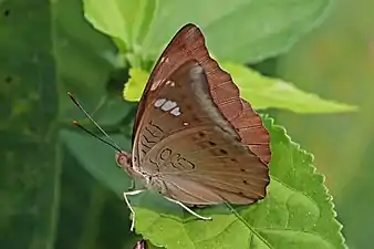 Female E. a. suddhodanaChitwan, Nepal