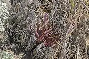 A budding specimen