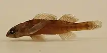 Creole darter (Etheostoma collettei) endemic to the Piney Woods, Saline River Drainage, Arkansas (March 2016).