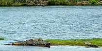 Morelet's crocodile (Crocodylus moreletii), Laguna del Carppintero, Tamaulipas (21 May 2007).