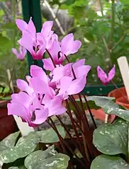 C.&nbsp;repandum subsp. rhodense, syn. C.&nbsp;rhodium