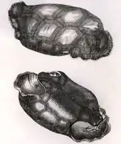 C. vosmaeri