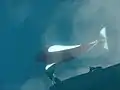 A wild Dall's porpoise plays in the shadow of a boat and photographer in the Shelikof Strait