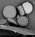 Diatoms imaged with the Phenom. Field of view is 50&nbsp;um.