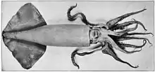 Humboldt squid (Dosidicus gigas, max. 1.5&nbsp;m or 4.9&nbsp;ft)