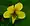 Viola pubescens, downy yellow violet, Ellison bluff