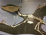 The holotype of Dsungaripterus displayed on the second floor.
