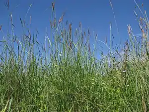 habit