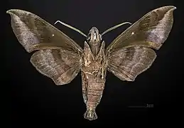 Male underside