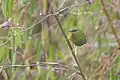 Bamboo stalks