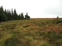 Forests in Upperwoods barony