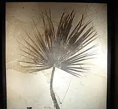 Fossil Sabalites sp. palmetto frond, about two metres (6.6&nbsp;ft) long.