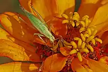 Oecanthus quadripunctatus
