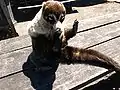 White-nosed coati at Irazú